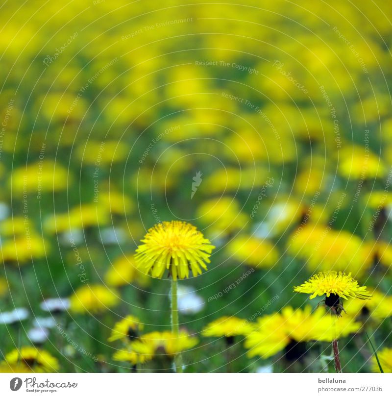 Hiddensee | Endlose, gelbe Weiten. Umwelt Natur Pflanze Frühling Blume Gras Blüte Wildpflanze Garten Park Wiese grün Löwenzahn Löwenzahnfeld Gänseblümchen