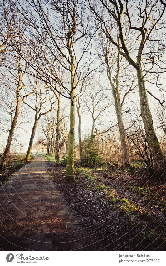 WWWB Umwelt Natur Landschaft Pflanze Frühling Winter Schönes Wetter Baum Wald ästhetisch Gefühle Zufriedenheit Lebensfreude wandern Spaziergang Spazierweg