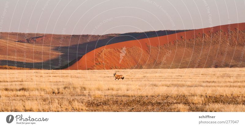 Dekoratirves Rummrennen vor roter Düne II Gras Wüste Tier Wildtier 1 Steppe Stranddüne Grasland Freiheit Ferne Spießbock Antilopen Namib Sossusvlei Namibia