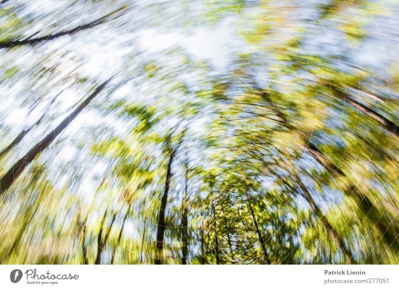 Motion sickness Umwelt Natur Landschaft Pflanze Urelemente Himmel Sommer Klima Wetter Baum Wald ästhetisch Zufriedenheit Bewegung Einsamkeit einzigartig