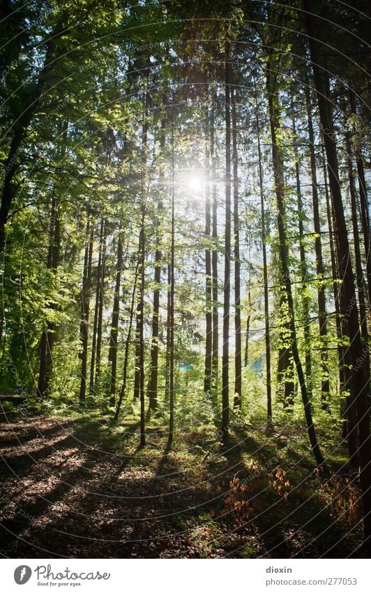 Waldlicht harmonisch Wohlgefühl Zufriedenheit Erholung ruhig Ausflug Umwelt Natur Landschaft Pflanze Erde Sonne Sonnenlicht Frühling Sommer Klima Schönes Wetter