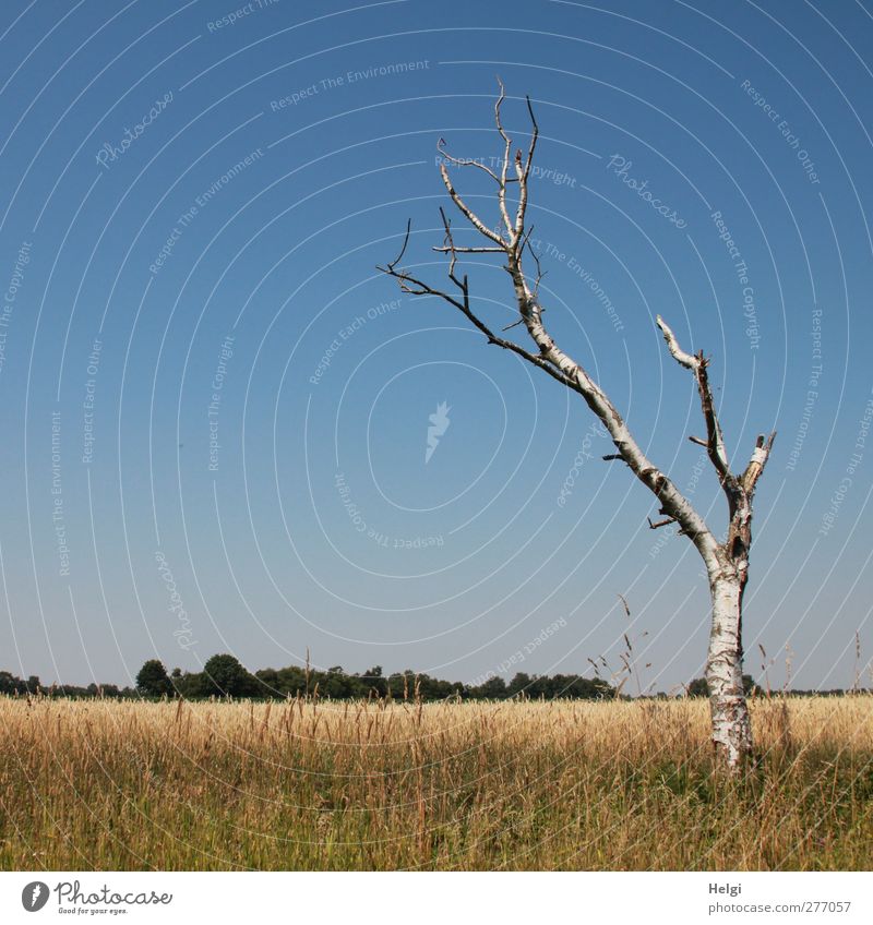 standhaft... Umwelt Natur Landschaft Pflanze Wolkenloser Himmel Sommer Schönes Wetter Wärme Baum Gras Grünpflanze Nutzpflanze Birke Getreide Feld alt stehen