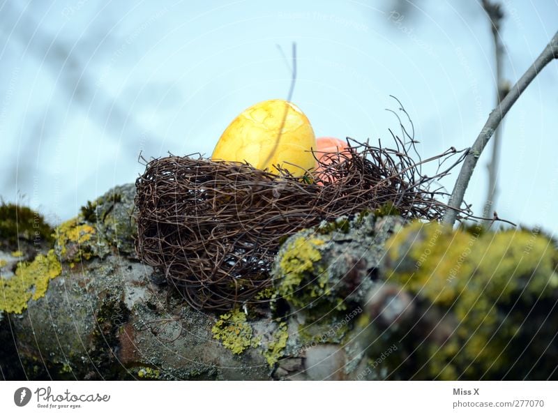 gelbes Ei Lebensmittel Ostern Frühling Baum Osterei Osternest Nest Horst Ast Zweig Baumstamm verstecken Versteck Farbfoto mehrfarbig Außenaufnahme Nahaufnahme