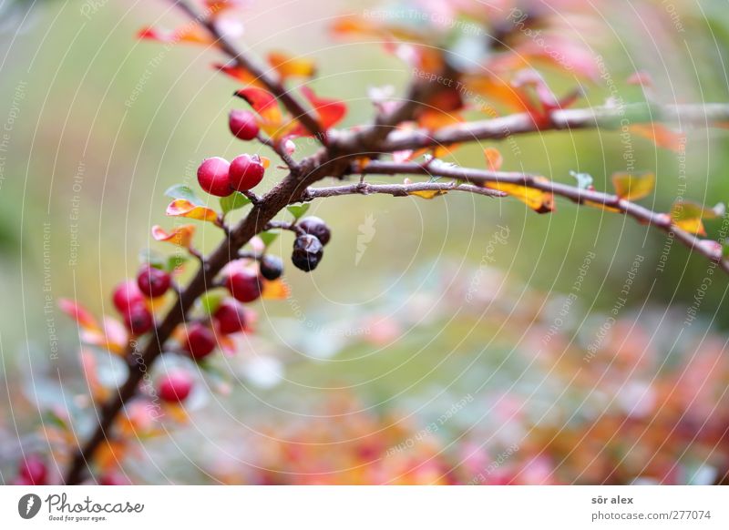 Herbstfärbung Umwelt Natur Pflanze Sträucher Blatt Frucht Ast verblüht Wachstum braun grün rot Trauer Traurigkeit herbstlich Jahreszeiten November Farbfoto