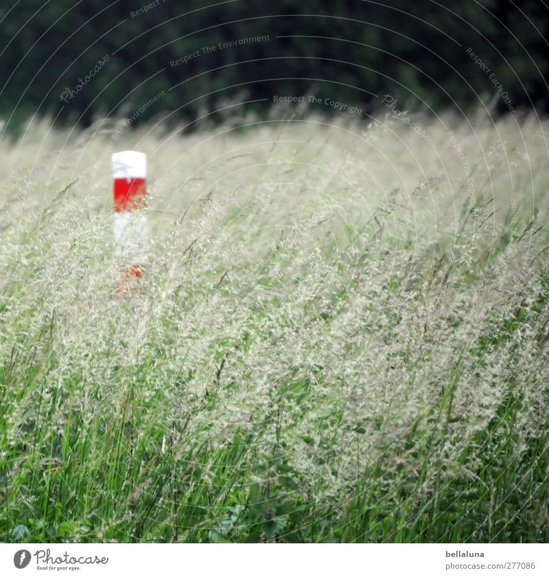 Mit dem Winde verweht. Umwelt Natur Pflanze Frühling Sommer Gras Wildpflanze Garten Park Wiese Feld grün rot weiß Pfosten Säule Farbfoto mehrfarbig