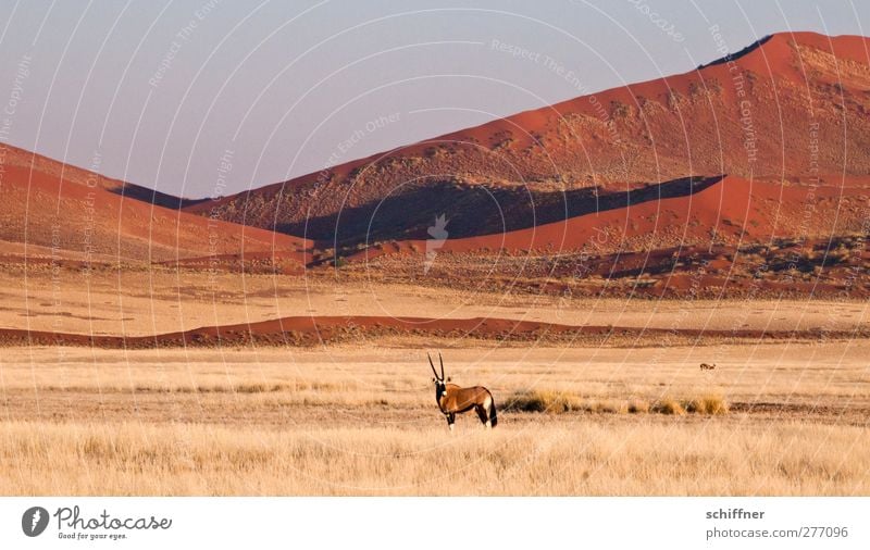 Dekoratives Rumstehen vor roter Düne again Umwelt Natur Landschaft Tier Wolkenloser Himmel Wüste Wildtier 1 Stranddüne Steppe Gras Grasland Freiheit Ferne