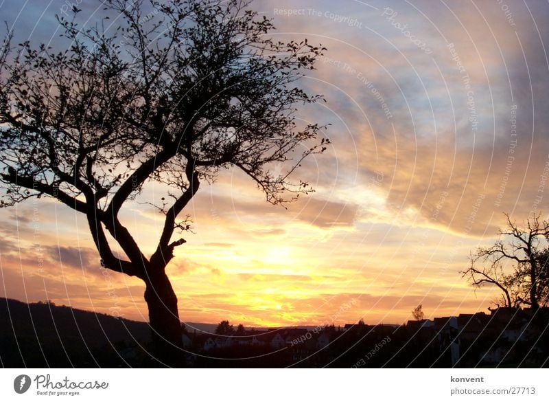 Baum vor Sonnenuntergang Herbst Silhouette Stimmung Natur