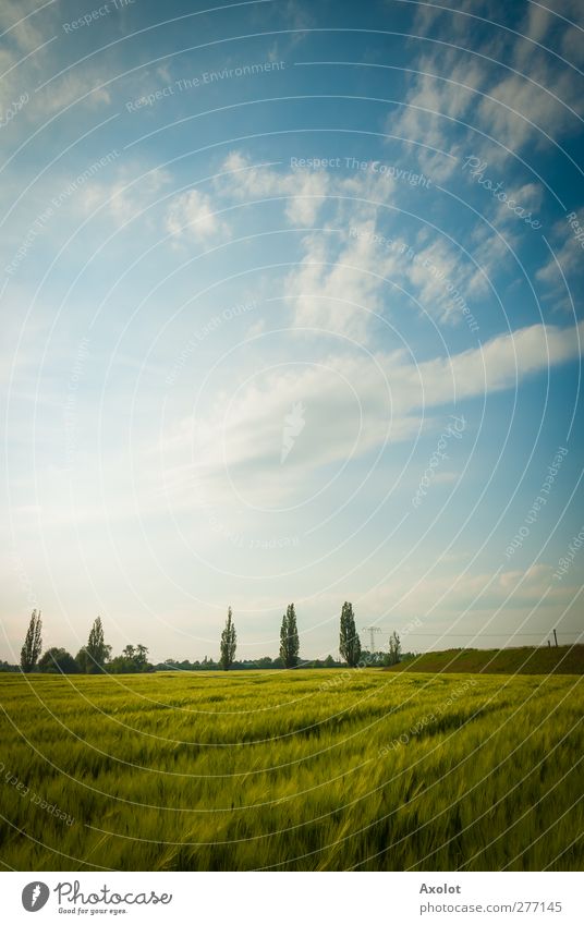 Das grüne Weizenfeld Landschaft Luft Himmel Wolken Sonnenlicht Sommer Schönes Wetter Feld frei hell Wärme Freiheit Idylle nachhaltig Natur Umwelt fluffig