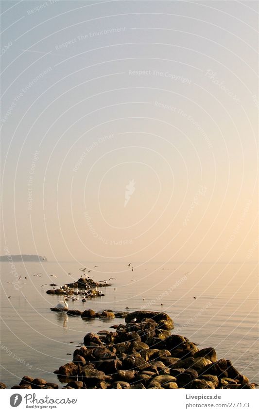 Lauterbach auf Rügen Umwelt Natur Landschaft Wasser Himmel Wolkenloser Himmel Sonne Sonnenaufgang Sonnenuntergang Sonnenlicht Sommer Wetter Schönes Wetter