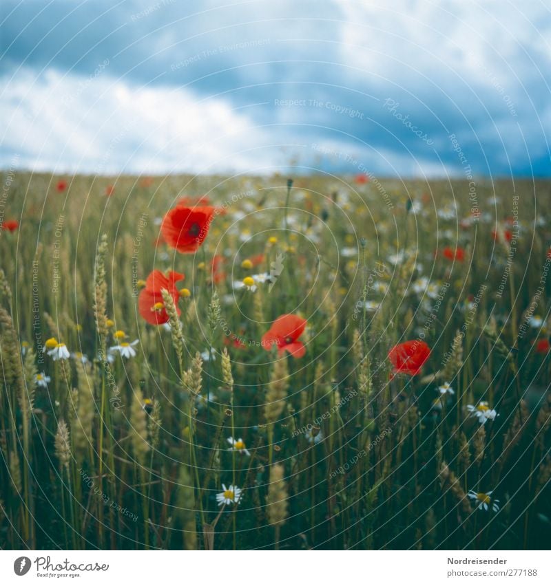 Unbeständig Natur Pflanze Wolken Gewitterwolken Sommer Klima Wetter Unwetter Blüte Grünpflanze Nutzpflanze Feld Blühend Duft Freundlichkeit natürlich mehrfarbig