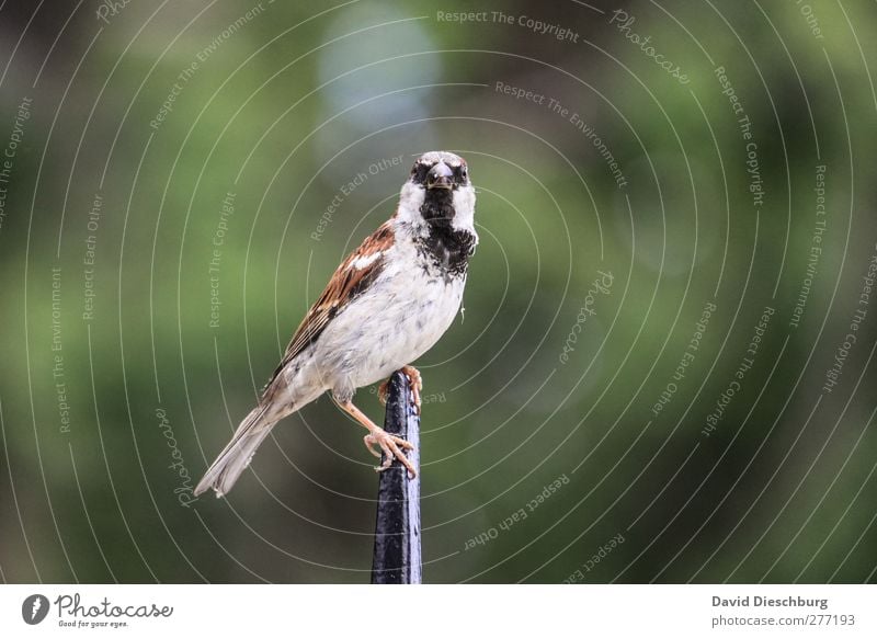 Blickkontakt Natur Tier Wildtier Vogel Tiergesicht Flügel 1 grün Spatz Neugier Feder Spitze Singvögel Farbfoto Außenaufnahme Tag Unschärfe Tierporträt