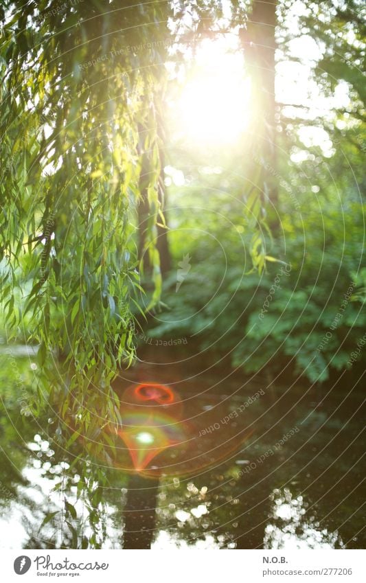 Weidenspiel Umwelt Natur Landschaft Pflanze Wasser Sonne Sonnenlicht Sommer Schönes Wetter Baum Park See ästhetisch natürlich grün rot ruhig Farbfoto