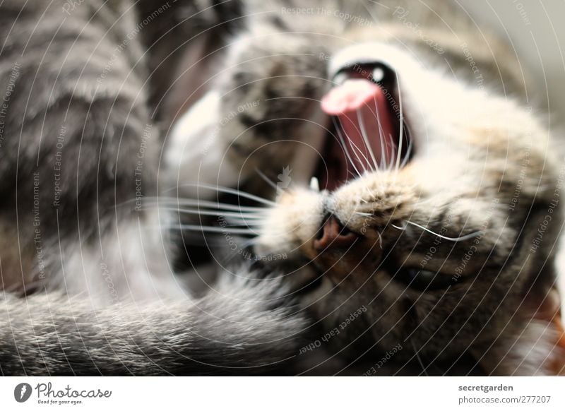 mein ein und alles. Tier Haustier Katze Tiergesicht Fell braun rosa Zunge Gebiss Kopf schlafen aufwachen gähnen Kuscheln Aggression niedlich Müdigkeit verdreht