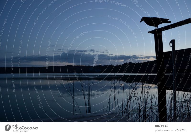 Nachtwache.................... Landschaft Wasser Himmel Nachthimmel Horizont Sommer See Tier Vogel Rabenvögel 1 träumen dunkel blau grau schwarz Romantik ruhig