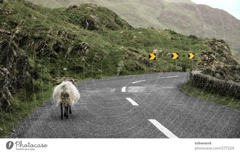 Linksverkehr Gras Moos Hügel Felsen Menschenleer Verkehr Verkehrswege Straßenverkehr Wege & Pfade Verkehrszeichen Verkehrsschild Kurve Tier Nutztier Schaf 1