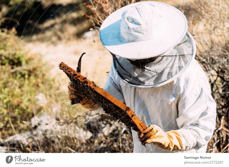 Imker, die arbeiten, sammeln Honig. Biene Wabe Imkerei Bienenkorb Bienenstock Bauernhof Natur Honigbiene Mann Bienenwachs abholen Landwirtschaft hausgemacht