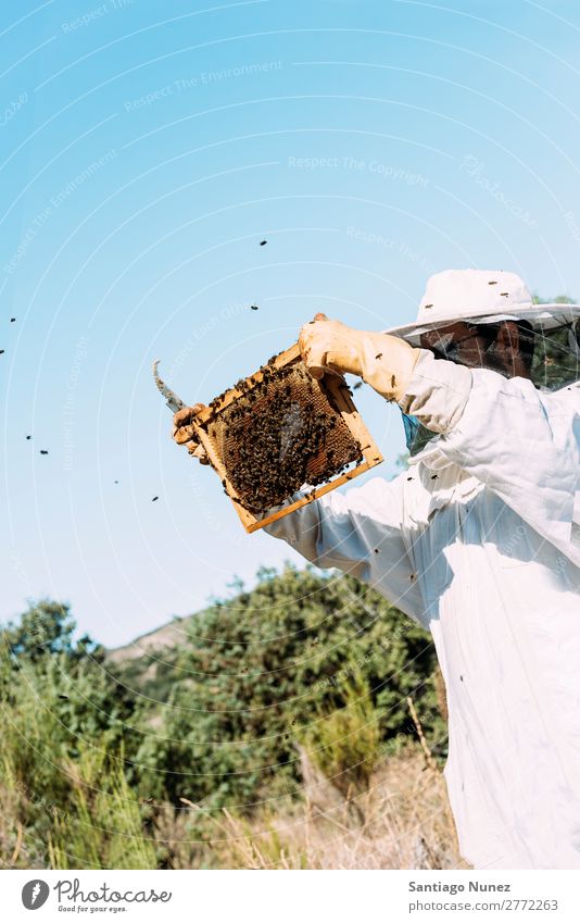 Imker, die arbeiten, sammeln Honig. Biene Wabe Imkerei Bienenkorb Bienenstock Bauernhof Natur Honigbiene Mann Bienenwachs abholen Landwirtschaft hausgemacht