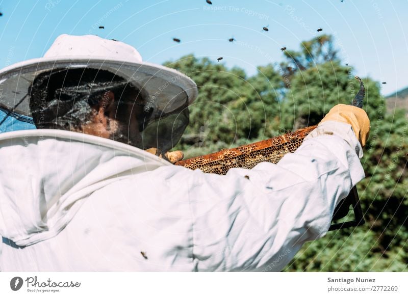 Imker, die arbeiten, sammeln Honig. Biene Wabe Imkerei Bienenkorb Bienenstock Bauernhof Natur Honigbiene Mann Bienenwachs abholen Landwirtschaft hausgemacht