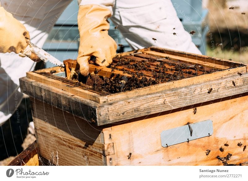 Imker, die arbeiten, sammeln Honig. Biene Wabe Imkerei Bienenkorb Bienenstock Bauernhof Natur Honigbiene Zarge Mann Bienenwachs abholen Landwirtschaft