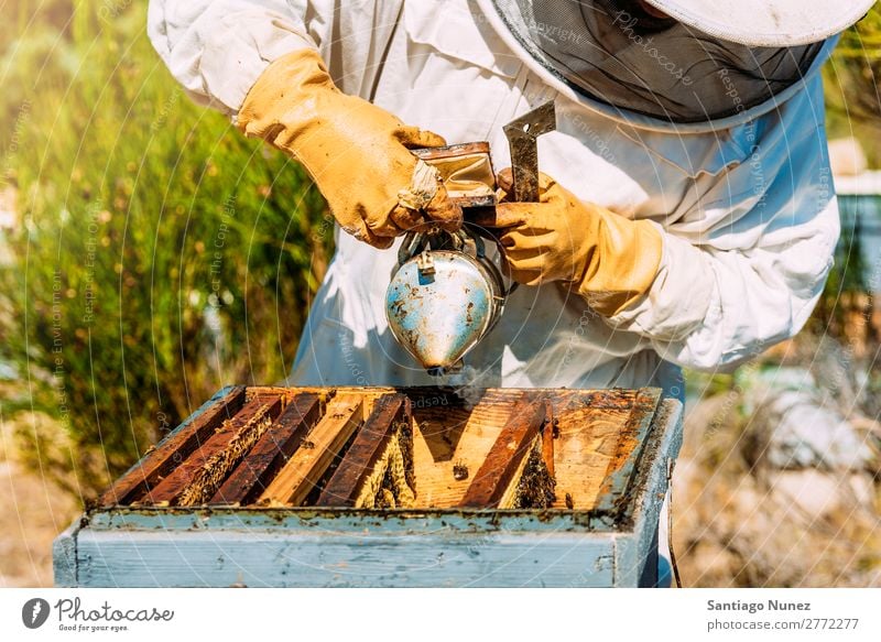 Imker, die arbeiten, sammeln Honig. Biene Wabe Imkerei Bienenkorb Bienenstock Bauernhof Natur Honigbiene Zarge Mann Bienenwachs abholen Landwirtschaft