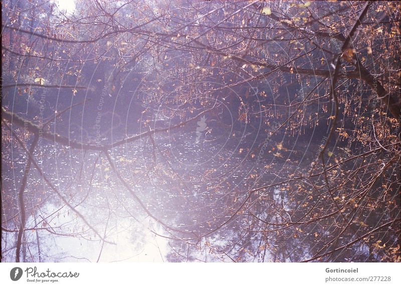 Waldsee Umwelt Natur Herbst Baum See hell herbstlich Zweige u. Äste Farbfoto Außenaufnahme Licht Reflexion & Spiegelung Sonnenlicht