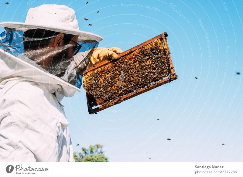 Imker, die arbeiten, sammeln Honig. Biene Wabe Imkerei Bienenkorb Bienenstock Bauernhof Natur Honigbiene Mann Bienenwachs abholen Landwirtschaft hausgemacht