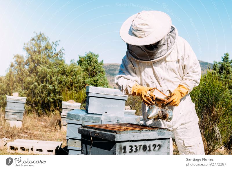 Imker, die arbeiten, sammeln Honig. Biene Wabe Imkerei Bienenkorb Bienenstock Bauernhof Natur Honigbiene Mann Bienenwachs abholen Landwirtschaft hausgemacht