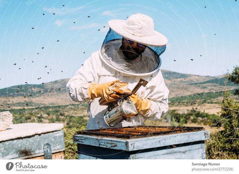 Imker, die arbeiten, sammeln Honig. Biene Wabe Imkerei Bienenkorb Bienenstock Bauernhof Natur Honigbiene Zarge Mann Bienenwachs abholen Landwirtschaft