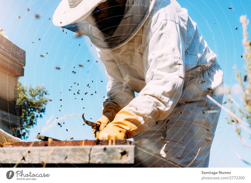 Imker, die arbeiten, sammeln Honig. Biene Wabe Imkerei Bienenkorb Bienenstock Bauernhof Natur Honigbiene Mann Bienenwachs abholen Landwirtschaft hausgemacht