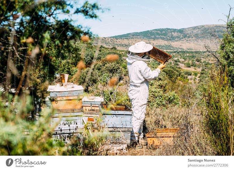 Imker, die arbeiten, sammeln Honig. Biene Wabe Imkerei Bienenkorb Bienenstock Bauernhof Natur Honigbiene Mann Bienenwachs abholen Landwirtschaft hausgemacht