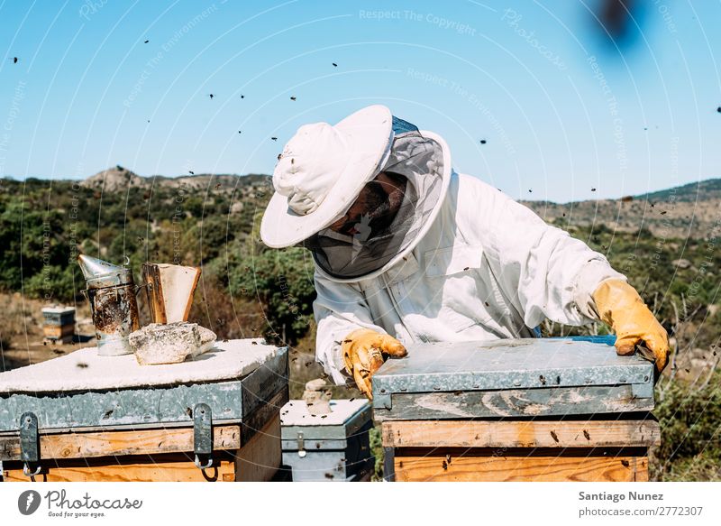 Imker, die arbeiten, sammeln Honig. Biene Wabe Imkerei Bienenkorb Bienenstock Bauernhof Natur Honigbiene Mann Bienenwachs abholen Landwirtschaft hausgemacht