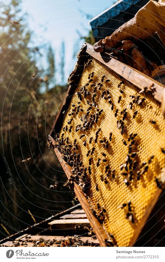 Imker, die arbeiten, sammeln Honig. Biene Wabe Imkerei Bienenkorb Bienenstock Bauernhof Natur Honigbiene Zarge Mann Bienenwachs abholen Landwirtschaft