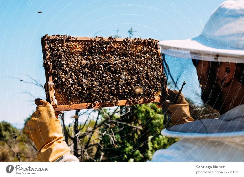 Imker, die arbeiten, sammeln Honig. Biene Wabe Imkerei Bienenkorb Bienenstock Bauernhof Natur Honigbiene Mann Bienenwachs abholen Landwirtschaft hausgemacht