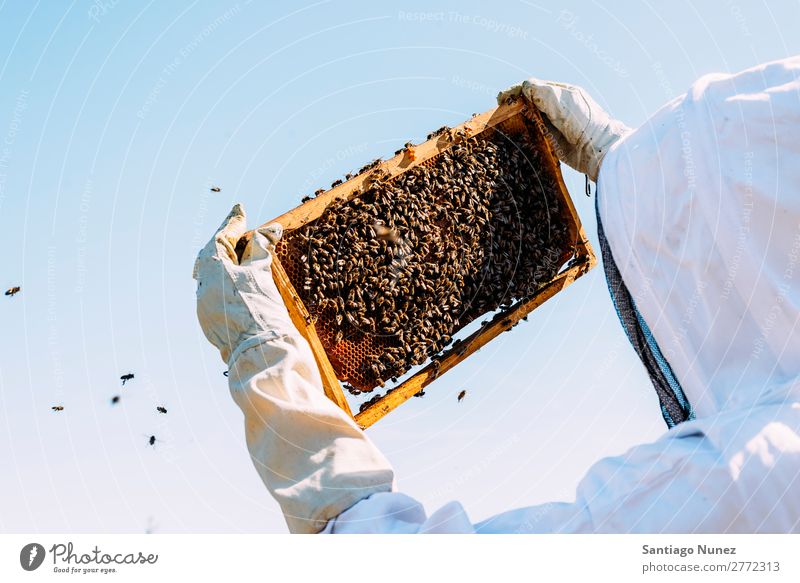 Imker, die arbeiten, sammeln Honig. Biene Wabe Imkerei Bienenkorb Bienenstock Bauernhof Natur Honigbiene Mann Bienenwachs abholen Landwirtschaft hausgemacht