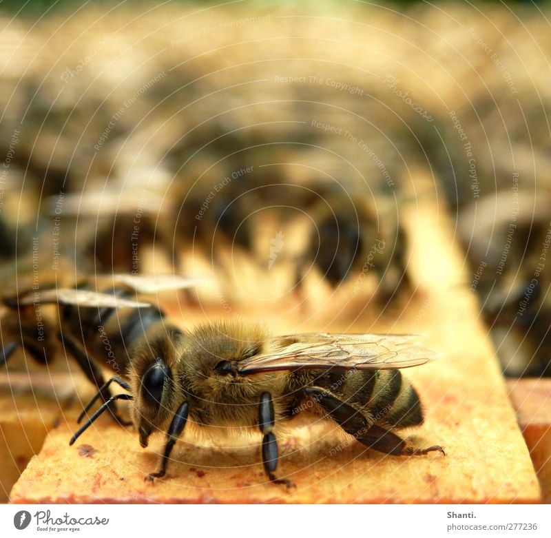 soo muss Biene! Natur Tier Nutztier Wildtier Tiergesicht Flügel Fell 1 Schwarm Holz stehen Duft authentisch nah klug wild weich braun gelb orange schwarz schön