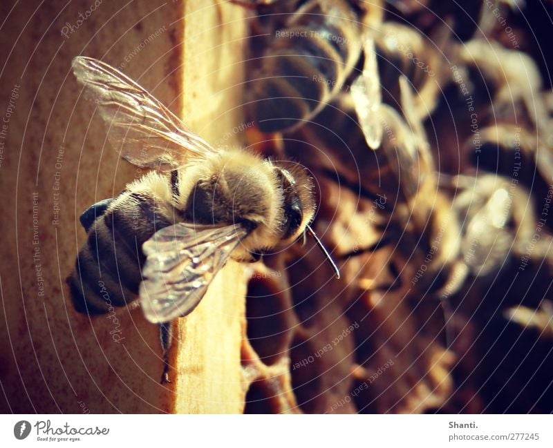 biene maja schaut vorbei Natur Tier Bienenwaben Nutztier Wildtier Flügel Fell 1 Schwarm entdecken authentisch frei nah wild braun gelb gold orange schwarz