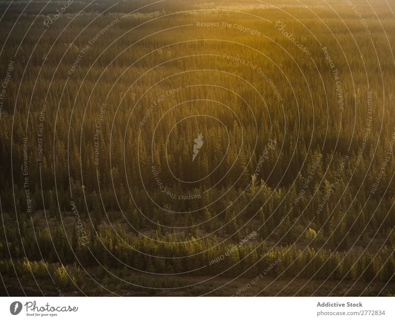 Nebliger grüner Wald Nebel Natur Baum Landschaft Morgen Licht spukhaft natürlich geheimnisvoll Umwelt Park Mysterium Berge u. Gebirge Pflanze Wildnis ländlich