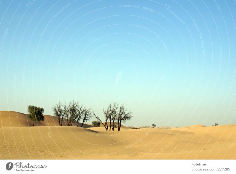 Die Wüste lebt Umwelt Natur Landschaft Pflanze Urelemente Erde Sand Himmel Wolkenloser Himmel Baum Sträucher Wildpflanze Oase heiß hell natürlich Wärme blau