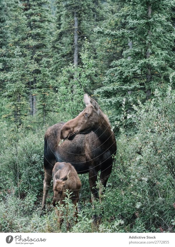 Elch mit Jungtier Kalb Wald Tierwelt Natur weidend wild braun Gefühle Kind Frau Mittelgebirge Mutter national Säugetier natürlich Fürsorge Zusammensein