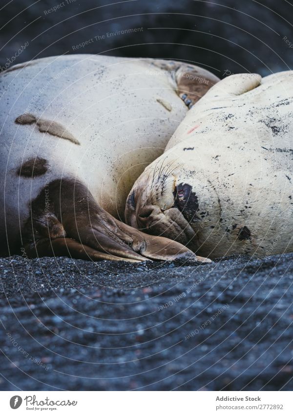 Robben, die am Ufer schlafen. Küste Tierwelt Natur Sand Fauna Meer marin Säugetier wild Küstenstreifen Norden aussruhen Strand Landschaft natürlich Tourismus