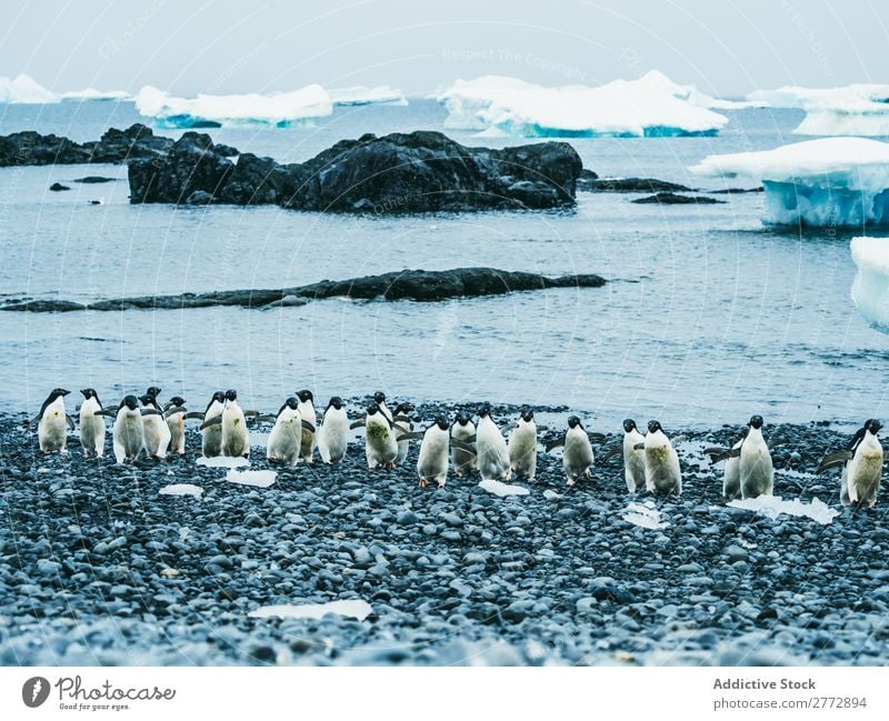 Pinguinschwarm, der auf Schnee geht. Küste Schafherde polar Winter Norden Natur Tierwelt kalt Meer Menschengruppe Beautyfotografie Klima natürlich wild Wasser