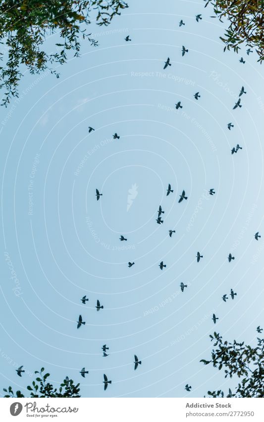 Schwarze Vögel am blauen Himmel Vogel Freiheit Tierwelt in Bewegung fliegen Silhouette Schafherde Natur Frieden frei schön dramatisch hell Sonnenlicht Etage