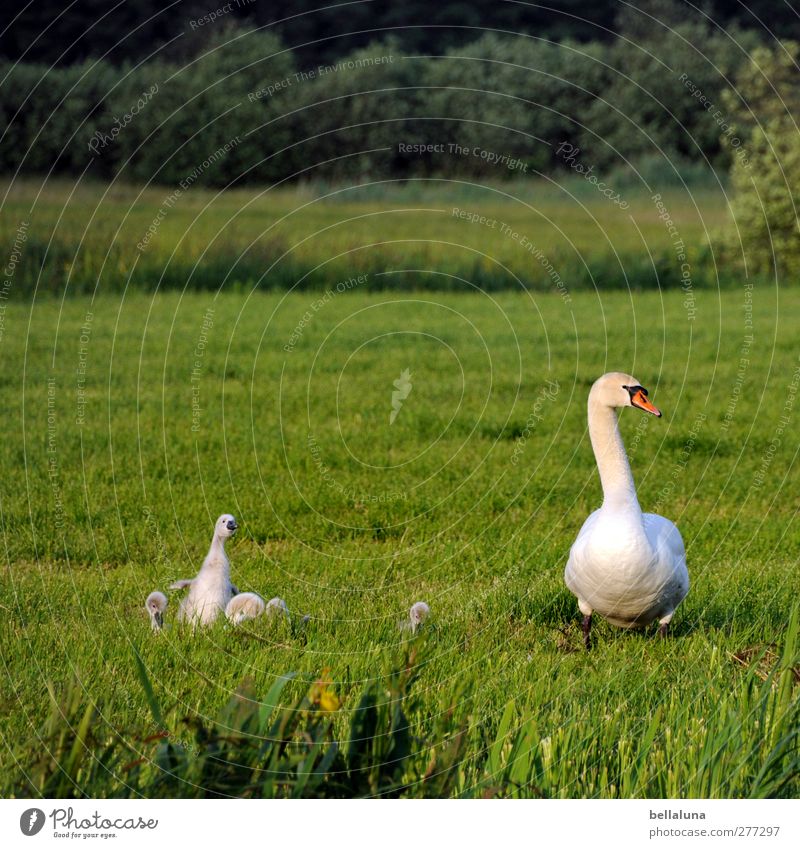 Ich will auch aufs Foto!!! Umwelt Natur Landschaft Pflanze Sonnenlicht Frühling Schönes Wetter Garten Park Wiese Feld Wald Tier Wildtier Vogel Schwan