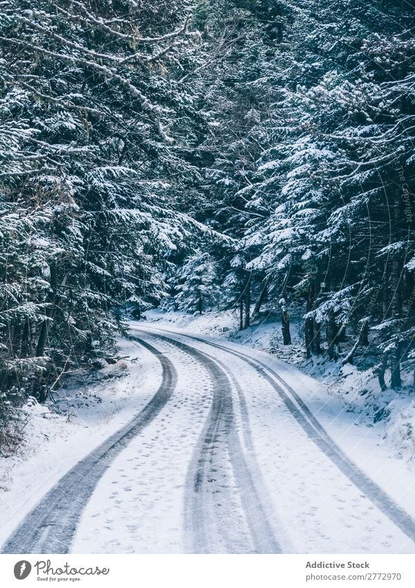 Verschneite Straße im Wald Schnee Landschaft Zauberei u. Magie Gelassenheit ländlich Jahreszeiten Umwelt Natur Park Ferien & Urlaub & Reisen Weg Menschenleer