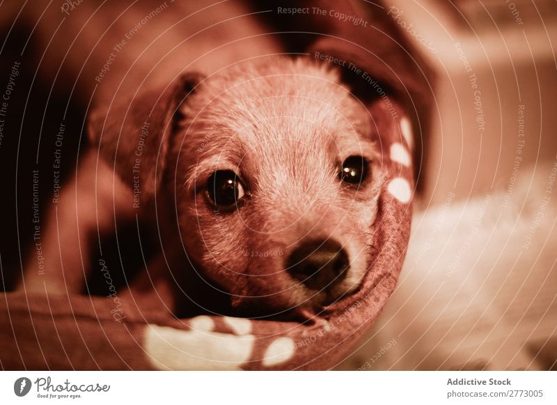 Kleiner Welpe mit Blick auf die Kamera niedlich Blick in die Kamera heimisch Hund reizvoll Haustier Tier Reinrassig Säugetier züchten klein Zeitung legen