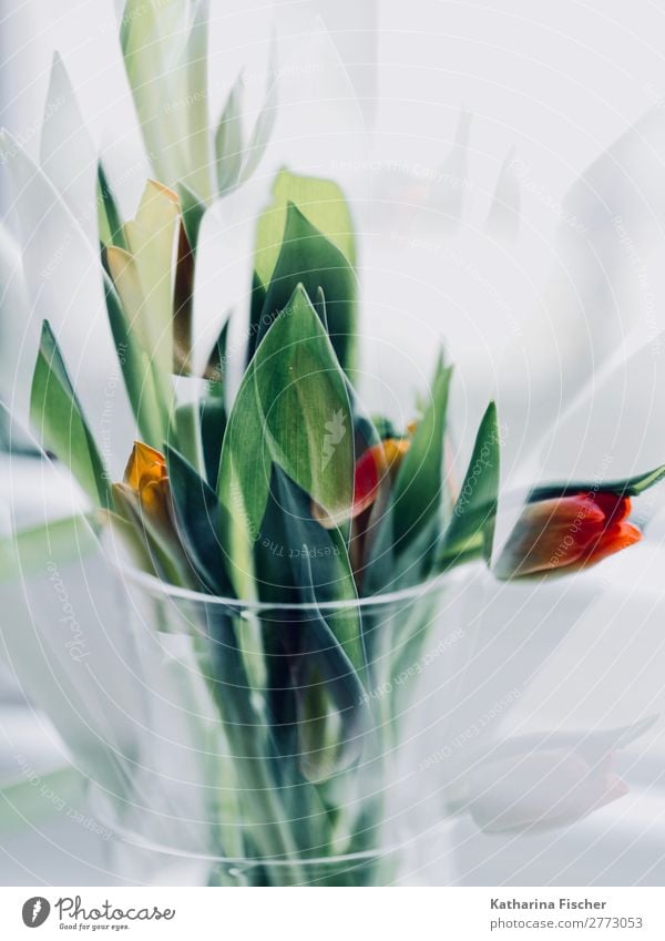 Tulpen Blumenstrauß rot grün orange Kunst Kunstwerk Natur Pflanze Blatt Blüte Blühend leuchten schön gelb türkis weiß Vase Tulpenstrauß Doppelbelastung