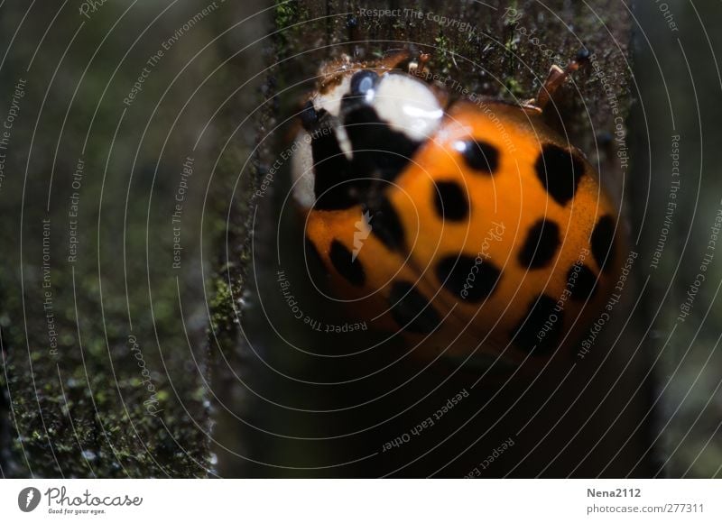 hoch zum Licht Natur Tier Feld Wald Käfer 1 orange rot schwarz Glück Punktmuster Fleck Marienkäfer Glücksbringer Insekt coccinelle dunkel Unterholz Farbfoto