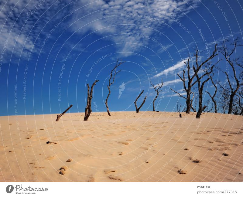 Wanderdüne Natur Landschaft Pflanze Sand Luft Himmel Wolken Schönes Wetter Baum blau gelb Tod karg Farbfoto Außenaufnahme Menschenleer Textfreiraum oben