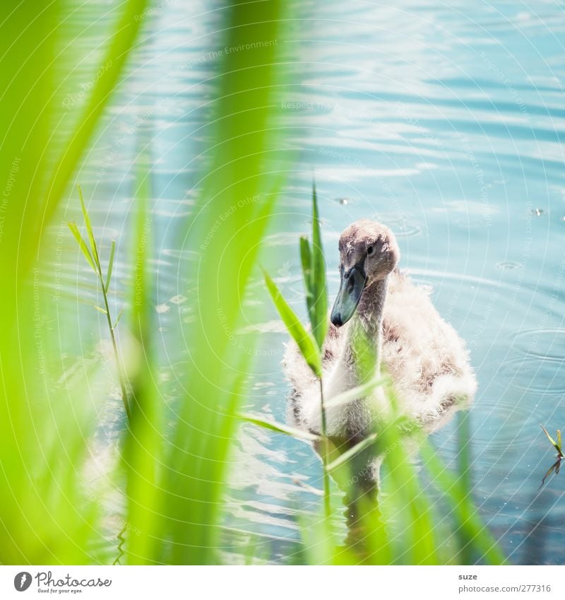 Babyschwan Umwelt Natur Tier Schönes Wetter Gras Seeufer Teich Wildtier Vogel Schwan 1 Tierjunges beobachten klein niedlich schön wild blau grün Neugier