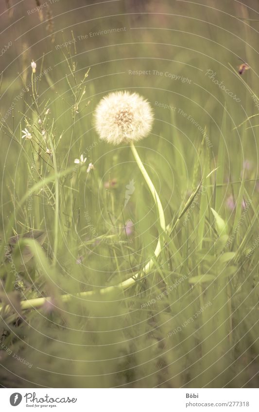 Pusteblume Umwelt Natur Pflanze Tier Frühling Gras Wildpflanze Löwenzahn Wiese Duft weich gelb grün violett weiß Farbfoto Außenaufnahme Menschenleer